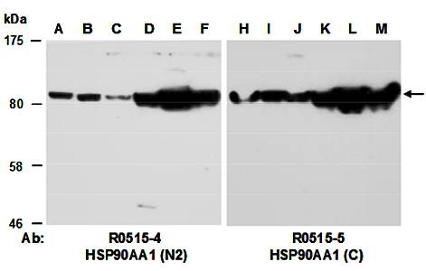 HSP90AA1 (vPairTM) Antibodies
