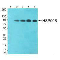 HSP90AB1 Antibody
