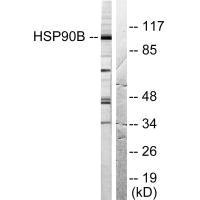 HSP90AB1 Antibody