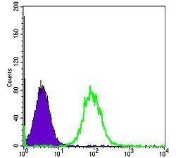 HSP90AB1 Antibody
