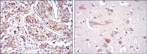 HSP90AB1 Antibody