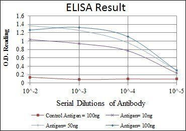 HSP90AB1 Antibody