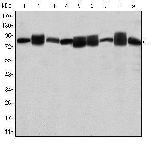 HSP90AB1 Antibody