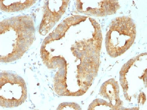 GRP94 / HSP90B1 (Endoplasmic Reticulum Marker) Antibody