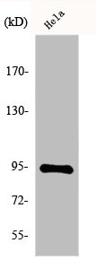 HSP90B1 Antibody