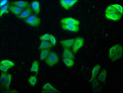 HSPA1L Antibody