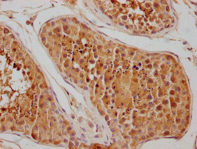 HSPA1L Antibody