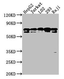 HSPA1L Antibody