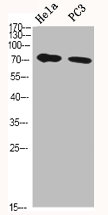 HSPA5 Antibody
