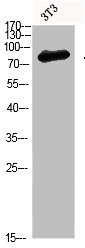 HSPA5 Antibody