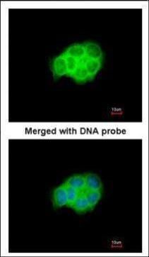 heat shock protein family A (Hsp70) member 6 Antibody