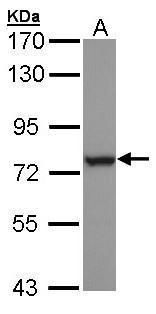 heat shock protein family A (Hsp70) member 6 Antibody