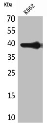HSPA7 Antibody