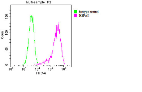 HSPA8 Antibody