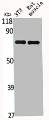 HSPA9 Antibody