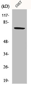 HSPA9 Antibody