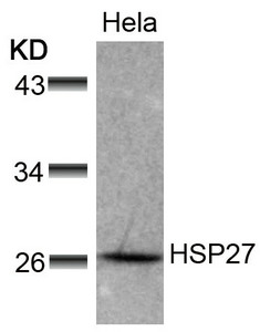 HSPB1 Antibody