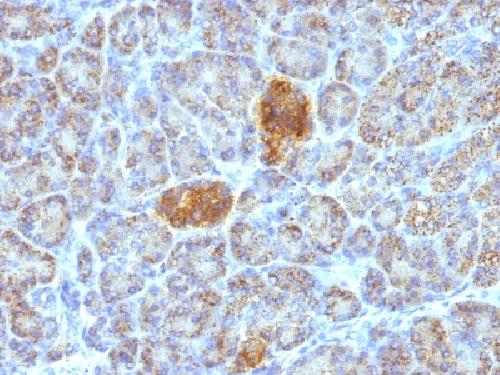 HSPD1 Antibody
