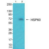 HSPD1 Antibody