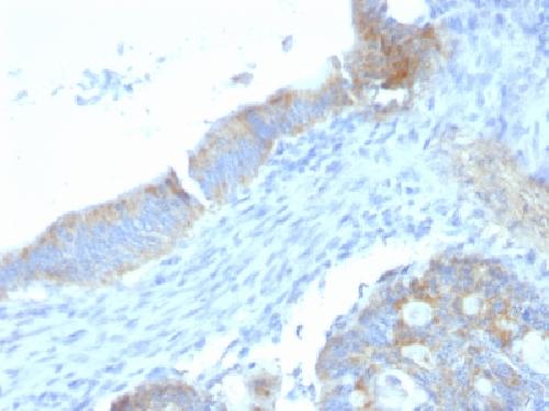 HSPG2 Antibody