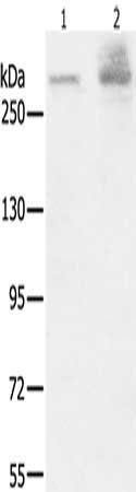 HSPG2 Antibody