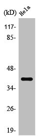 HTR1E Antibody
