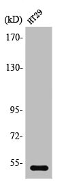 HTR2B Antibody