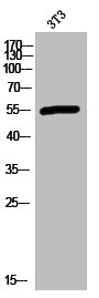 HTR2C Antibody