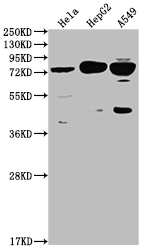 HTR2C Antibody