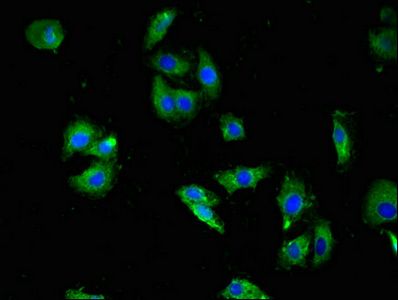 HTR3A Antibody