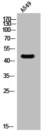 HTR6 Antibody