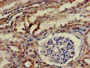 HTRA2 Antibody