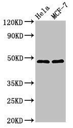 HTRA2 Antibody