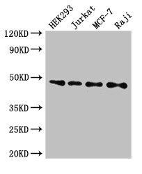 HTRA2 Antibody