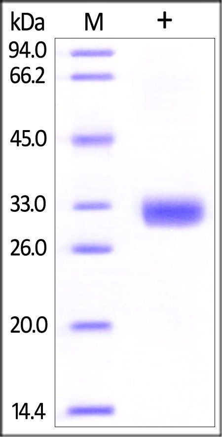 Human Angiopoietin-2 Protein, His Tag