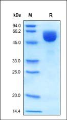 Human BACE-1 Protein, His Tag