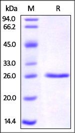 Human C-Reactive Protein Protein, His Tag