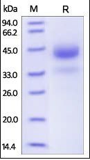 Human Cathepsin B Protein, His Tag