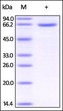 Human Serum Albumin protein
