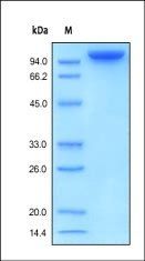 Human Contactin-2 Protein, His Tag