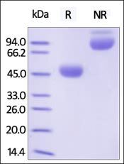 Human CTLA-4 Protein, Fc Tag