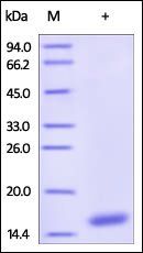 Human Cystatin S Protein, His Tag