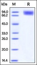 Human DNAM-1 Protein, Fc Tag