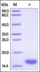 Human FABP3 Protein, His Tag