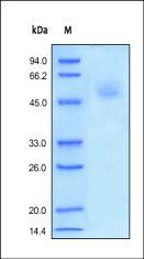 Human Fas Protein, Fc Tag