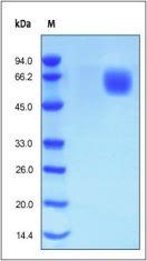 Human FGF R4 Protein, His Tag