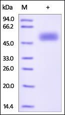 Human Frizzled-5 Protein, Fc Tag