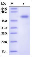 Human Frizzled-7 Protein, Fc Tag