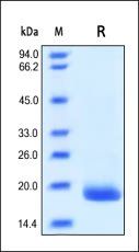 Human G-CSF Protein