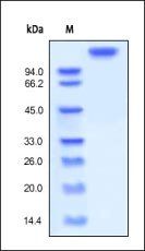Human LIF R Protein, Fc Tag